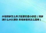 水培绿萝怎么养才能更旺盛小妙招（绿萝浇什么水长得快 养绿萝原来这么简单）