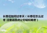 长春花如何过冬天（长春花怎么过冬 注意这四点让它轻松越冬）