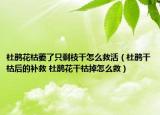 杜鹃花枯萎了只剩枝干怎么救活（杜鹃干枯后的补救 杜鹃花干枯掉怎么救）
