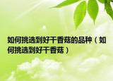 如何挑选到好干香菇的品种（如何挑选到好干香菇）
