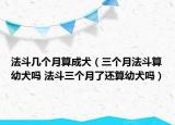 法斗几个月算成犬（三个月法斗算幼犬吗 法斗三个月了还算幼犬吗）