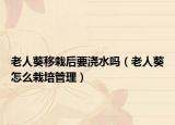 老人葵移栽后要浇水吗（老人葵怎么栽培管理）