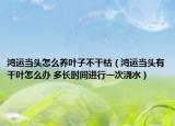 鸿运当头怎么养叶子不干枯（鸿运当头有干叶怎么办 多长时间进行一次浇水）