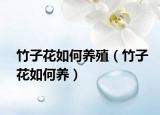 竹子花如何养殖（竹子花如何养）