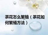茶花怎么繁植（茶花如何繁殖方法）