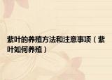 紫叶的养殖方法和注意事项（紫叶如何养殖）