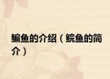 鳊鱼的介绍（鲩鱼的简介）