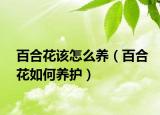 百合花该怎么养（百合花如何养护）