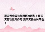 夏天无功效与作用百度百科（夏天无的功效与作用 夏天无的生长气性）