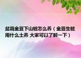 盆栽金豆下山桩怎么养（金豆生桩用什么土养 大家可以了解一下）