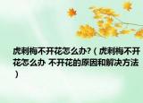 虎刺梅不开花怎么办?（虎刺梅不开花怎么办 不开花的原因和解决方法）