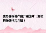 麦冬的保健作用介绍图片（麦冬的保健作用介绍）