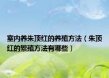 室内养朱顶红的养殖方法（朱顶红的繁殖方法有哪些）