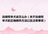 边境牧羊犬该怎么办（关于边境牧羊犬的正确喂养方法以及注意事项）
