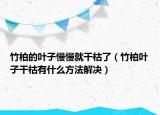 竹柏的叶子慢慢就干枯了（竹柏叶子干枯有什么方法解决）