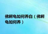 佛鳄龟如何养白（佛鳄龟如何养）