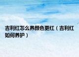 吉利红怎么养颜色更红（吉利红如何养护）