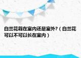 白兰花栽在室内还是室外?（白兰花可以不可以长在室内）