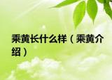 乘黄长什么样（乘黄介绍）