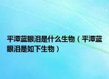 平潭蓝眼泪是什么生物（平潭蓝眼泪是如下生物）