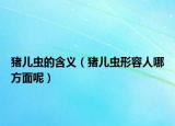 猪儿虫的含义（猪儿虫形容人哪方面呢）