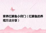 家养红鲫鱼小窍门（红鲫鱼的养殖方法分享）