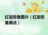 红加吉鱼图片（红加吉鱼做法）