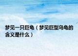 梦见一只巨龟（梦见巨型乌龟的含义是什么）