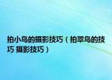 拍小鸟的摄影技巧（拍翠鸟的技巧 摄影技巧）