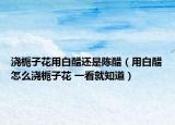 浇栀子花用白醋还是陈醋（用白醋怎么浇栀子花 一看就知道）