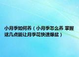 小月季如何养（小月季怎么养 掌握这几点能让月季花快速爆盆）