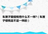 车厘子跟樱桃有什么不一样?（车厘子樱桃是不是一样的）