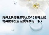 狗身上长寄生虫怎么办?（狗身上的寄身虫怎么治 赶快来学习一下）