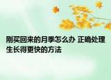 刚买回来的月季怎么办 正确处理生长得更快的方法