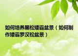 如何培养黑松矮霸盆景（如何制作矮霸罗汉松盆景）