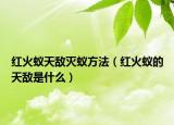 红火蚁天敌灭蚁方法（红火蚁的天敌是什么）