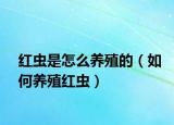 红虫是怎么养殖的（如何养殖红虫）