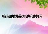椋鸟的饲养方法和技巧