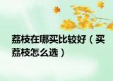 荔枝在哪买比较好（买荔枝怎么选）