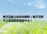 栀子花树上的白色颗粒（栀子花树干上白色的东西是什么）