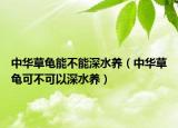 中华草龟能不能深水养（中华草龟可不可以深水养）