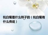 杭白菊是什么样子的（杭白菊有什么传说）