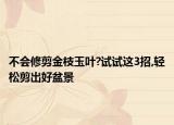 不会修剪金枝玉叶?试试这3招,轻松剪出好盆景