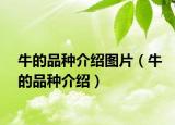 牛的品种介绍图片（牛的品种介绍）