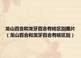 龙山百合和龙牙百合有啥区别图片（龙山百合和龙牙百合有啥区别）