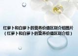 红萝卜和白萝卜的营养价值区别介绍图片（红萝卜和白萝卜的营养价值区别介绍）