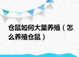 仓鼠如何大量养殖（怎么养殖仓鼠）