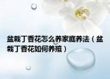 盆栽丁香花怎么养家庭养法（盆栽丁香花如何养殖）