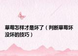 草莓怎样才是坏了（判断草莓坏没坏的技巧）