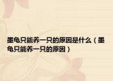 墨龟只能养一只的原因是什么（墨龟只能养一只的原因）
